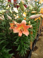 [4145 Zelmira No01.JPG]